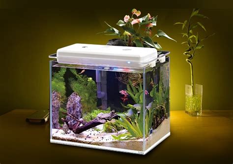 魚缸養什麼魚好|養魚新手入門：水族箱設缸完全教學！